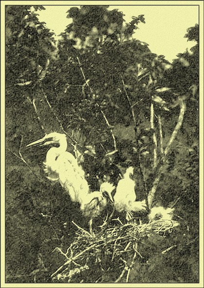 Egrets